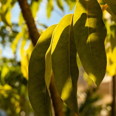 아파트 Aloha Hills Club Pools Gym *