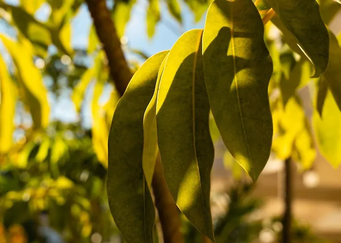 Apartamento Aloha Hills Club Pools Gym *